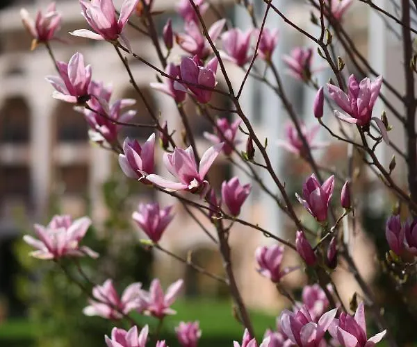 Duni Belleville Курортный комплекс 4*